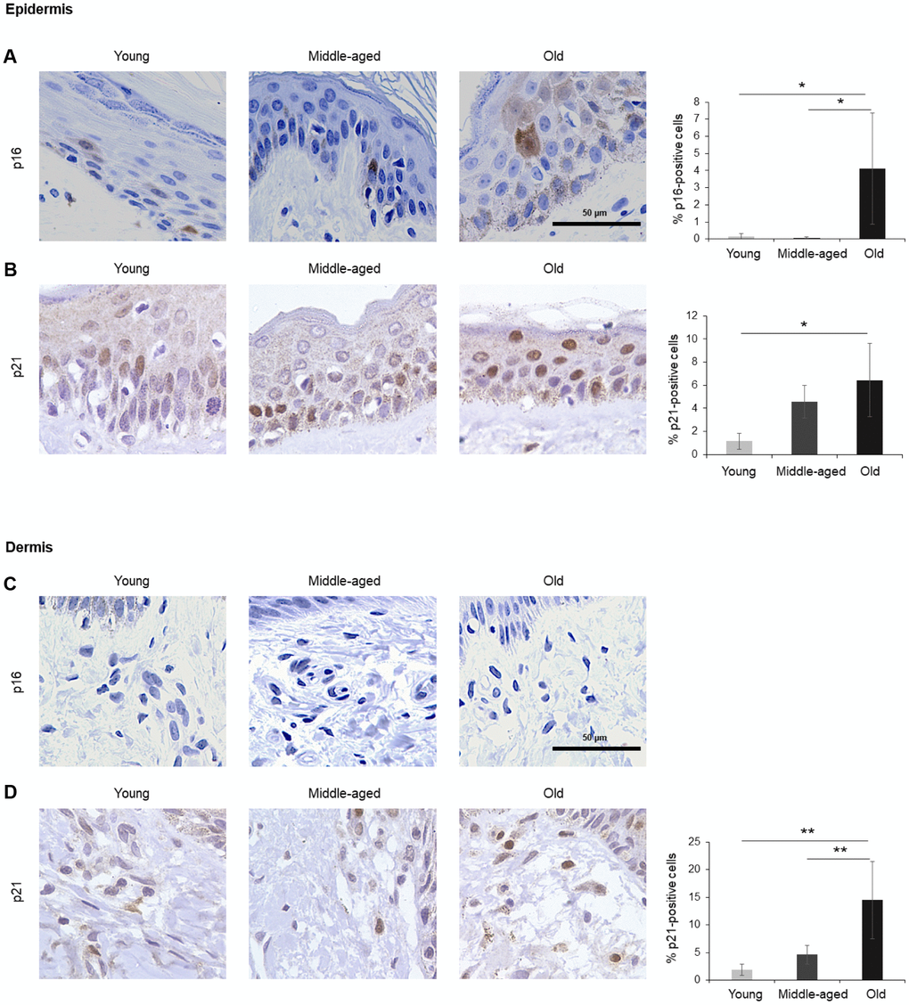 Skin. (A, B) Cells expressing p16 (A) or p21 (B) were identified by IHC staining in the epidermis of Young, Middle-aged, and Old donors. (C, D) Cells expressing p16 (C) or p21 (D) were identified by IHC staining in the dermis from Young, Middle-aged, and Old donors. Graphs represent the quantification (%) of p16-positive (A) and p21-positive (B, D) cells from 5 tissue cores from independent donors per organ and age group; data represent the means ±SD from 5 different donors. p values were determined by one-way ANOVA with Tukey adjustments for multiple comparisons where appropriate. **, p p 