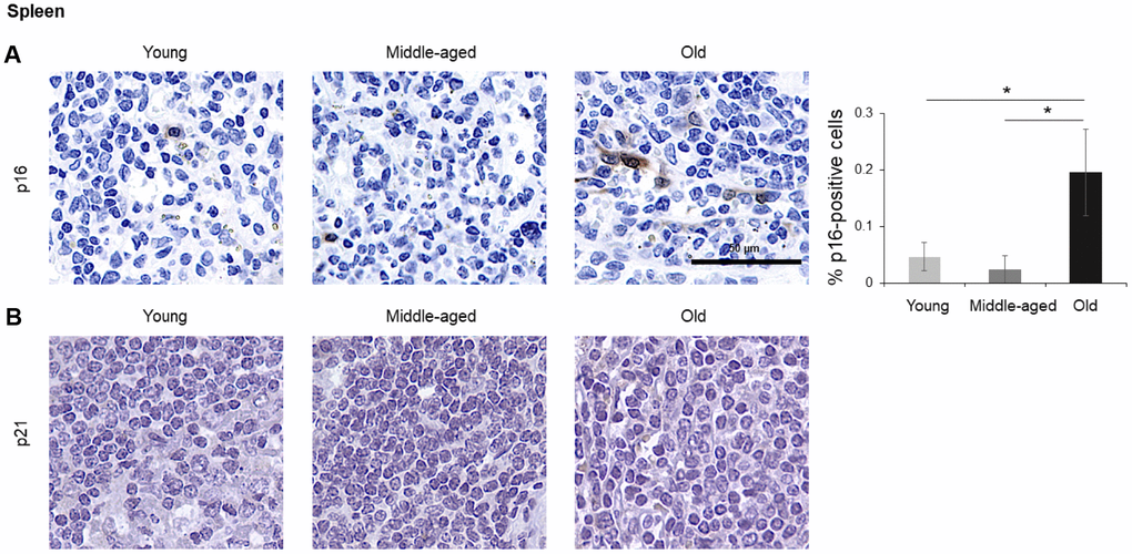 Spleen. Cells expressing p16 (A) or p21 (B) were identified by IHC staining in the spleen of Young, Middle-aged, and Old donors. Graph represents the quantification (%) of p16-positive cells from 5 tissue cores from independent donors per organ and age group; data represent the means ±SD from 5 different donors. p values were determined by one-way ANOVA with Tukey adjustments for multiple comparisons where appropriate. *, p 