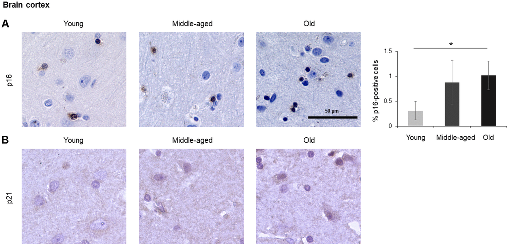 Brain cortex. Cells expressing p16 (A) or p21 (B) were identified by IHC staining in the brain cortex from Young, Middle-aged, and Old donors. Graph represents the quantification (%) of p16-positive cells from 5 tissue cores from independent donors per organ and age group; data represent the means ±SD from 5 different donors. p values were determined by one-way ANOVA with Tukey adjustments for multiple comparisons where appropriate. *, p 