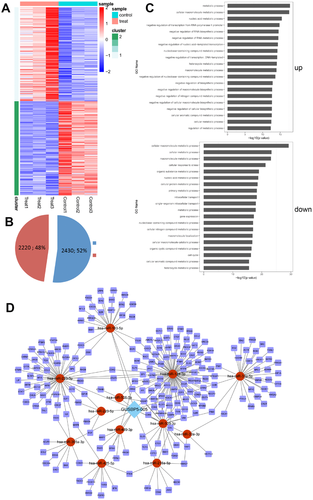 The up- and down- regulated mRNAs were filtrated using microarray analysis. (A) Heatmap analysis of dysregulated mRNAs in negative controls and GUSBP5-AS-overexpressing EPCs. Control group indicates LV5-NC group and treat for GUSBP5-AS-overexpressing EPC group. (B) Proportion of up- and down- regulated genes were filtered using microarray analysis in the GUSBP5-AS overexpression group compared with the LV5-NC group. Blue indicates up-regulated genes, and red for down-regulated genes. (C) Several biological process pathways were enriched. Up indicates the enrichment analysis of up-regulated genes, and down for down-regulated genes. (D) The regulatory network of lncRNA-miRNA-mRNA.