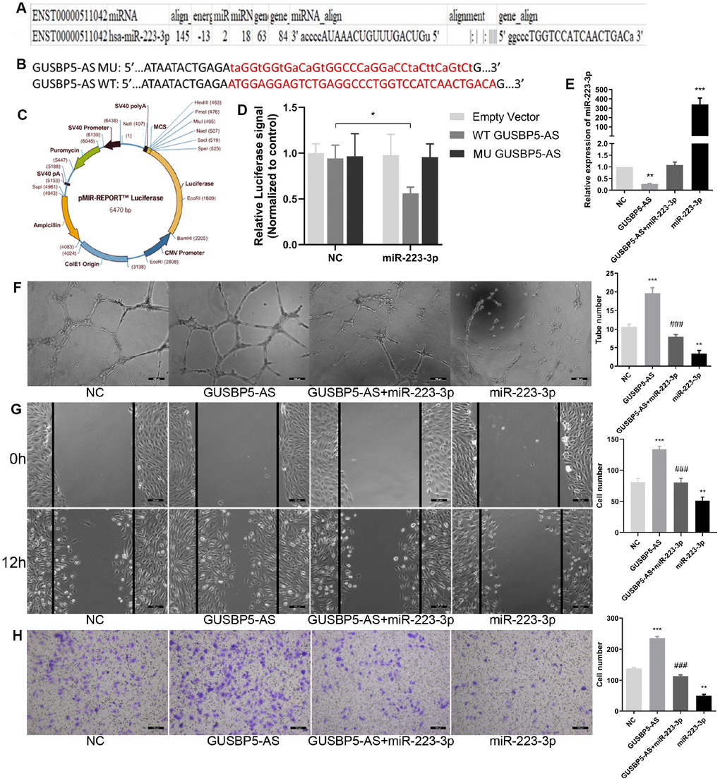 LncRNA GUSBP5-AS directly bound with miR-223-3p. (A) Bioinformatics analysis revealed GUSBP5-AS contains binding sequences complementary to the binding sites of miR-223-3p. (B) The luciferase reporter constructs containing WT-GUSBP5-AS or MU-GUSBP5-AS sequence. (C) Schematic graph of the constructed reporter plasmid containing putative. (D) Dual-luciferase reporter assay verified the targeting relationship between miR-223-3p and GUSBP5-AS. (E) The expression of miR-223-3p was measured by qRT-PCR after cells treated with GUSBP5-AS, GUSBP5-AS+miR-223-3p or miR-223-3p. (F) Effects of cotransfection of GUSBP5-AS and miR-223-3p on in vitro tube formation were analysed. Scale bar=100μm. (original magnification, ×100). (G) Effects of cotransfection of GUSBP5-AS and miR-223-3p on cell migration were detected by wound healing assay. Scale bar=100μm. (original magnification, ×100). (H) Effects of cotransfection of GUSBP5-AS and miR-223-3p on cell invasion were analysed by transwell cell invasion assay. Scale bar=100μm. (original magnification, ×100). **P ###P GUABP5-AS treated group. Data are represented as mean ± SEM.