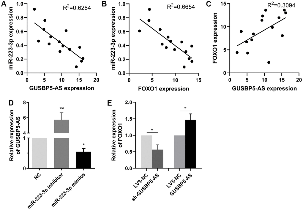 The relationship between GUSBP5-AS, miR-223-3p and FOXO1 expression. (A–C) Spearman rank correlation analyses showed negative correlation with GUSBP5-AS and miR-223-3p in 15 cases of EPCs samples from DVT patients, and FOXO1 was negatively correlated with miR-223-3p expression, while GUSBP5-AS was positively correlated with FOXO1 expression. (D) miR-223-3p mimics and inhibitor, respectively, inhibited and enhanced the expression of GUSBP5-AS in EPCs. (E) GUSBP5-AS knockdown and overexpression, respectively, reduced and increased the mRNA expression levels of FOXO1 in EPCs. *P 