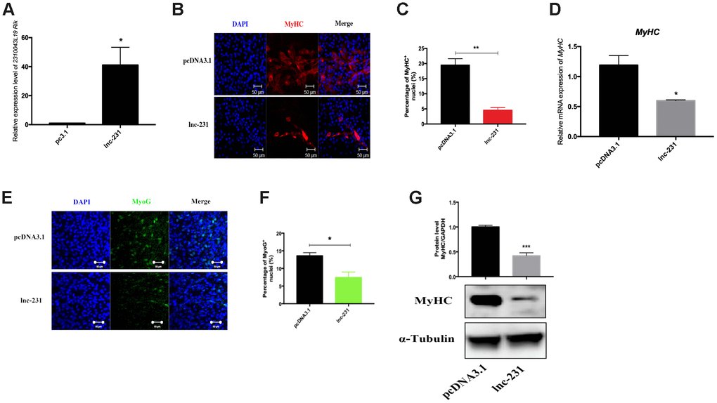 LncRNA 2310043L19Rik overexpression inhibits myoblast differentiation. (A) Real-time PCR analysis of 2310043L19Rik expression in C2C12 transfected with control pcDNA3.1 or lnc-231. (B) Representative photographs of MyHC immunofluorescence staining in C2C12 cells differentiated for 4 d showing that lnc-231 inhibited myoblast differentiation. Positively stained cells were quantified (C). (D) Real-time PCR analysis of MyHC expression in C2C12 transfected with control pcDNA3.1 or lnc-231 then cultured in DM for 4 days. (E) Representative photographs of MyoG immunofluorescence staining in C2C12 cells differentiated for 4 d showing that lnc-231 inhibited myoblast differentiation. Positively stained cells were quantified (F). (G) Western blot results showing that 2310043L19Rik overexpression significantly decreased the protein expression levels of MyHC in C2C12 cells differentiated for 3 d, and relative protein lever was performed.