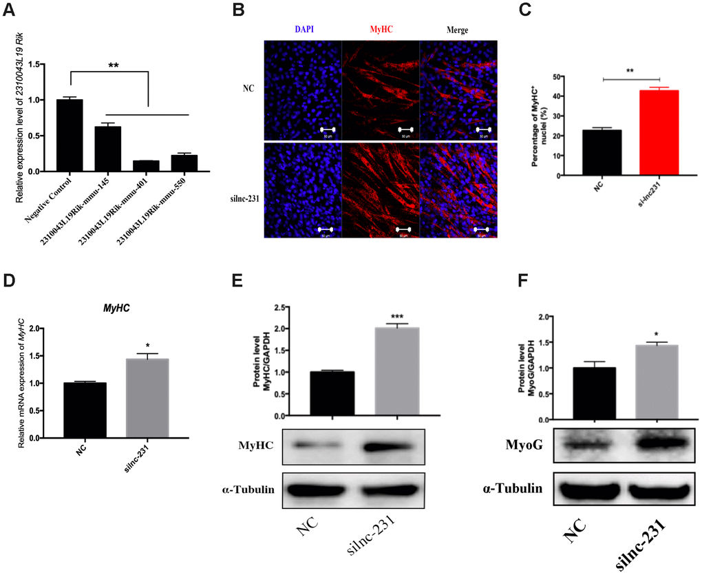 LncRNA 2310043L19Rik knockdown promotes myoblast differentiation. (A) Real-time PCR analysis of 2310043L19Rik knockdown in C2C12 transfected with control NC or three silnc-231s. (B) Representative photographs of MyHC immunofluorescence staining in C2C12 cells differentiated for 4 d transfected with control NC or silnc-231 showing that lnc-231 promoted myoblast differentiation. Positively stained cells were quantified (C). (D) Real-time PCR analysis of MyHC expression in C2C12 transfected with control NC or silnc-231 then cultured in DM for 4 days. Western blot results showing that 2310043L19Rik knockdown significantly increased the protein expression levels of MyHC (E) and MyoG (F) in C2C12 cells differentiated for 3 d, and relative protein levels were measured.