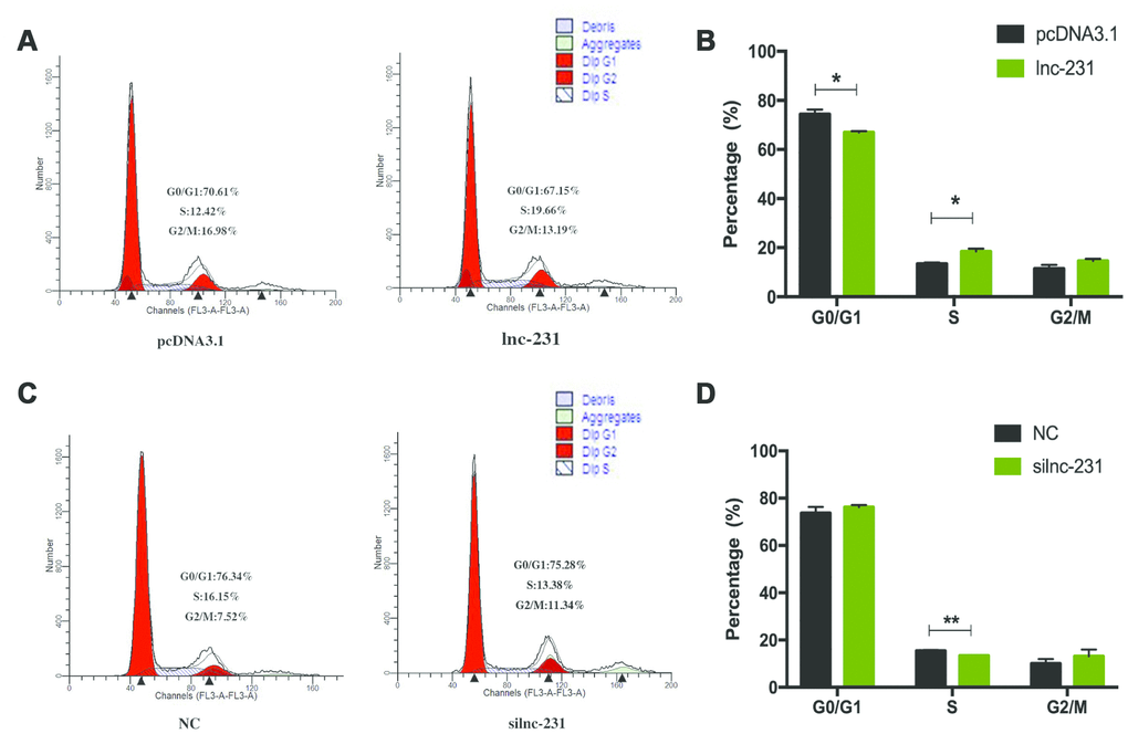 LncRNA 2310043L19Rik regulates G0/G1 to S transition. (A) C2C12 cells were transfected with pcDNA3.1 or lnc-231 and the cell cycle phase and proliferation index (B) were analyzed by propidium iodide flow cytometry. (C) C2C12 cells were transfected with siln-231 or siNC and the cell cycle phase and proliferation index (D) were analyzed by propidium iodide flow cytometry.