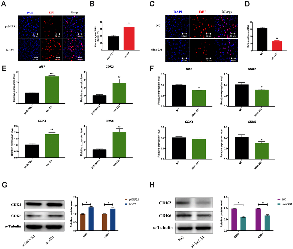 LncRNA 2310043L19Rik induces G0/G1 to S transition and cell proliferation. (A) Proliferating C2C12 cells were labeled with EdU after transfection with 2310043L19Rik overexpression vector (lnc-231), control vector (pcDNA3.1) according to the manufacturer’s instructions. The cell nuclei were stained with DAPI. The percentage of EdU+ cells was quantified (B). (C) Proliferating C2C12 cells were labeled with EdU after transfection with 2310043L19Rik inhibitor (silnc-231), or siNC. The cell nuclei were stained with DAPI. The percentage of EdU+ cells was quantified (D). (E) Real-time PCR analysis of Ki67 and cell cycle-dependent kinases (CDK2, CDK4, CDK6) mRNA expression in C2C12 transfected with control pcDNA3.1 or lnc-231 then cultured in GM for 24 h. (F) Real-time PCR analysis of Ki67 and cell cycle-dependent kinases (CDK2, CDK4, CDK6) expression in C2C12 transfected with siNC or silnc-231 cultured in GM for 24 h. Western blot results analysis of 2310043L19Rik overexpression (G) and knockdown (H) on the protein expression levels of CDK2 and CDK6 in C2C12 cells cultured in GM for 48 h.