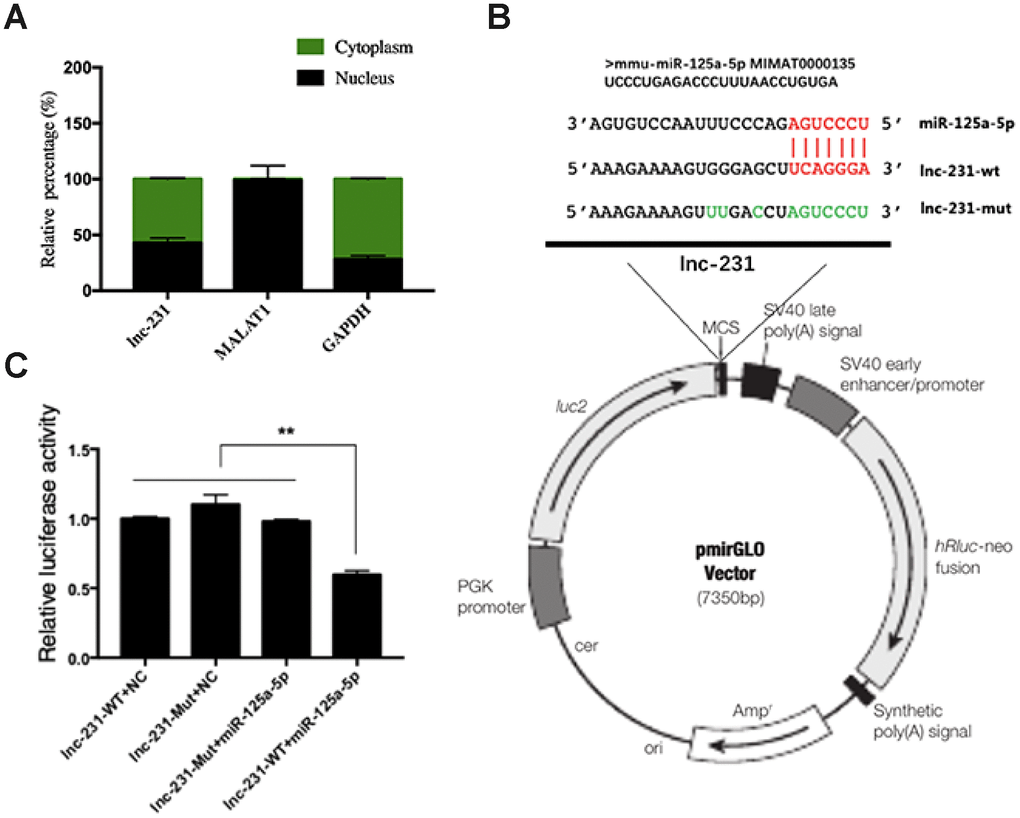 Identification of functional binding sites of miR-125a-5p in the lncRNA 2310043L19Rik. (A) Result of real-time qPCR showed 2310043L19Rik, MALAT1, GAPDH to be present in both cytoplasm and nucleus of C2C12 cells. (B) The mutant sequences of lnc-231-Mut and miR-125a-5p mimics; green: mutant nucleotides. (C) miR-125a-5p mimic, NC mimic, and were co-transfected with plasmid pmirGLO-2310043L19Rik luciferase vector (lnc-231-WT) or pmirGLOAK017368-Mut vector (lnc-231-Mut) into C2C12 cells, and the normalized relative luciferase activities (Renilla/firefly) were analyzed.