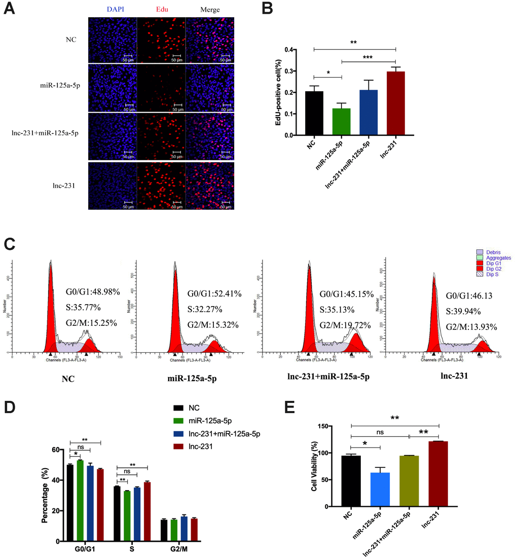 lncRNA 2310043L19Rik promotes proliferation of myoblast cells by attenuating function of miR-125a-5p. (A) Proliferating C2C12 cells were labeled with EdU after transfection with control NC (pcDNA3.1+ mimics NC), mimics miR-125a-5p, mimics miR-125a-5p+lnc-231, lnc-231. The cell nuclei were stained with DAPI. The percentage of EdU+ cells was quantified (B). (C) Flow cytometry analysis of the percentage of S-phase cells after transfection with control NC (pcDNA3.1+ mimics NC), mimics miR-125a-5p, mimics miR-125a-5p+lnc-231, lnc-231. Statistical analysis of S-phase cells ratio (D). (E) The determination of cell viability using the CCK-8 assay. Mean values ± SEM, n=3, *P