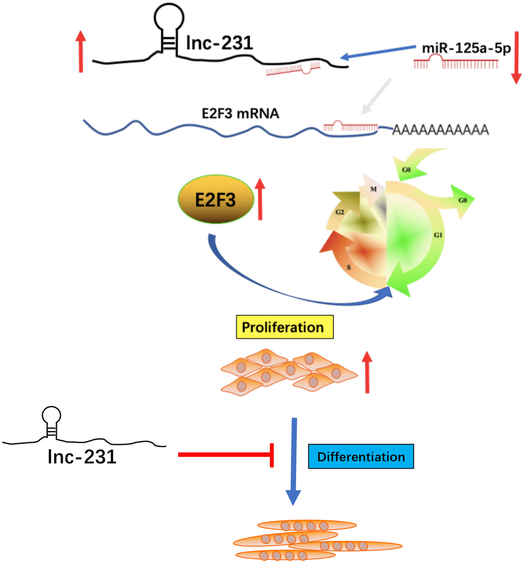 A schematic model of lncRNA 2310043L19Rik-mediated proliferation of myoblast through sponging miR-125a-5p. In brief, E2F3 can promote proliferation of C2C12 myoblasts. In addition, miR-125a-5p inhibits E2F3 expression and attenuates the function of E2F3 by directly targeting the 3’-UTR of E2F3. lncRNA 2310043L19Rik inhibits differentiation through a certain pathway. lncRNA 2310043L19Rik promotes proliferation of myoblast cells by attenuating function of miR-125a-5p.