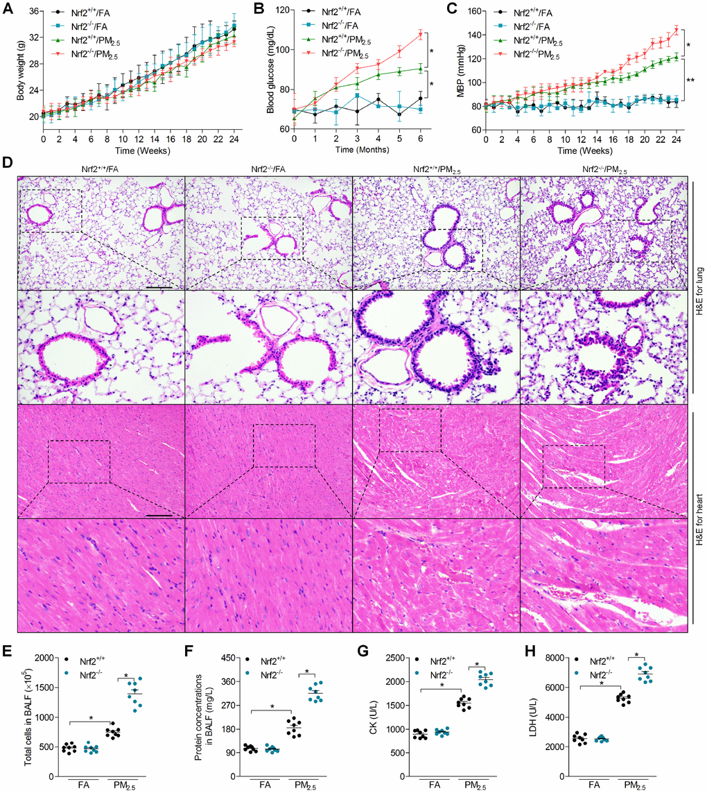 Effects of Nrf2 deficiency on physiological changes, lung and heart injuries in PM2.5-exposed mice. (A) The change of body weight of mice during treatment. n = 15 in each group. (B) Calculation of blood glucose. n = 15 in each group. (C) MBP of mice from week 1 to week 24. n = 15 in each group. (D) H&E staining of lung tissue (up panel) and heart tissue (down panel) sections. n = 6 in each group. Scale bar was 200 μm for the images in the up panels of lung and heart. (E) Total cell number and (F) protein concentrations in BALF were measured. n = 8 in each group. (G) Serum CK and (H) LDH levels were determined. n = 8 in each group. Data were expressed as the mean ± SEM. *P **P 