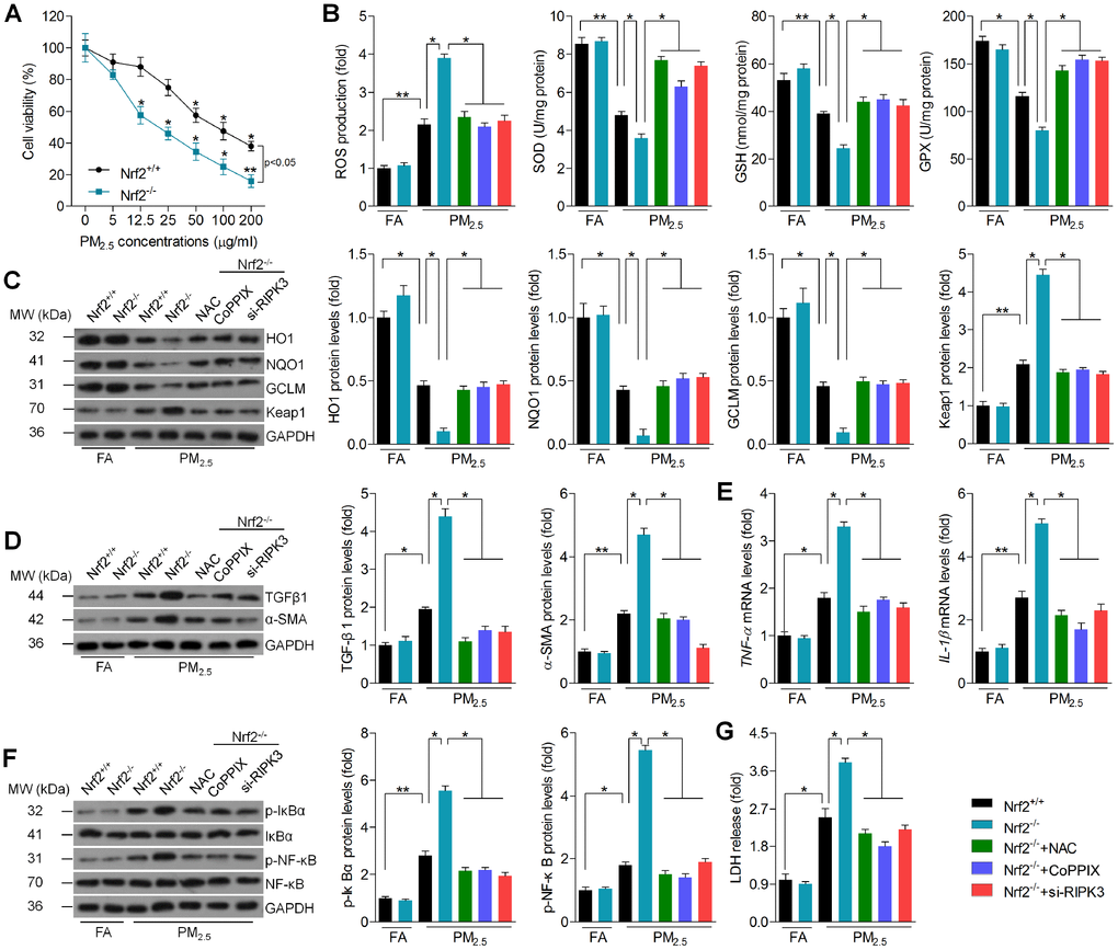 Nrf2-regulated ROS production and RIPK3 expression is involved in PM2.5-induced oxidative stress, fibrosis and inflammation in vitro. (A) Cardiomyocytes isolated from Nrf2+/+ or Nrf2-/- mice were treated with the indicated concentrations (0, 5, 12.5, 25, 50, 100 and 200 μg/ml) of PM2.5 for 24 h. Then, all cells were harvested for cell viability measurement using MTT analysis. n = 8 in each group. (B–G) Cardiomyocytes isolated from Nrf2+/+ or Nrf2-/- mice were pre-treated with NAC (5 mM) or CoPPIX (15 μM) for 2 h, or transfected with si-RIPK3 for 24 h. Then, all cells were incubated with PM2.5 (100 μg/ml) for another 24 h. After treatments above, all cells were collected for further calculation. (B) Intracellular calculation of ROS production, SOD activity, GSH and GPX levels. n = 8 in each group. (C) Western blot analysis of HO1, NQO1, GCLM and Keap1 protein expression in cells. n = 6 in each group. (D) Western blot analysis of TGFβ1 and α-SMA in cells. n = 6 in each group. (E) RT-qPCR analysis of TNF-α and IL-1β in cells. (F) Western blot analysis of p-IκBα and p-NF-κB in cells. n = 6 in each group. (G) LDH release in cells. n = 8 in each group. Data were expressed as the mean ± SEM. *P **P 