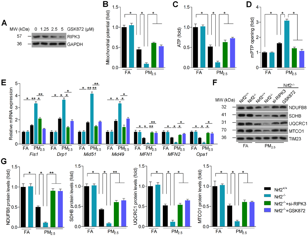 Nrf2 modulates RIPK3 expression to regulate mitochondrial disorder in PM2.5-exposed cardiomyocytes. (A) Cardiomyocytes were treated with the indicated concentrations of GSK872 (0, 1.25, 2.5 and 5 μM) for 2 h, followed by western blot analysis of RIPK3. n = 6 in each group. (B–G) Cardiomyocytes isolated from Nrf2+/+ or Nrf2-/- mice were pre-treated with GSK872 (15 μM) for 2 h, or transfected with si-RIPK3 for 24 h. Then, all cells were exposed to PM2.5 (100 μg/ml) for another 24 h. After treatments above, all cells were collected for further studies. (B) Mitochondrial potential results by JC-1 analysis. n = 8 in each group. (C) Intracellular ATP levels were measured. n = 8 in each group. (D) Results of mPTP opening in cells. n = 8 in each group. (E) RT-qPCR analysis of Fis1, Drp1, Mid51, Mid49, MFN1, MFN2 and Opa1 in cells. n = 6 in each group. (F, G) Western blot analysis of NDUFB8, SDHB, UQCRC1 and MTCO1 in the mitochondrial fractions. n = 6 in each group. Data were expressed as the mean ± SEM. *P **P 