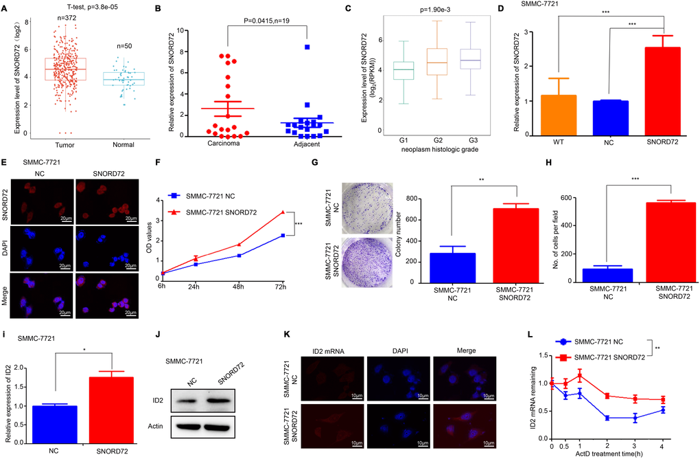 SNORD72 is upregulated in HCC samples and promotes proliferation and invasion of HCC cells. (A) Bioinformatic analysis showing the expression of SNORD72 in HCC tissues and adjacent non-tumor tissues. (B) qRT-PCR assay showing the expression of SNORD72 in HCC tissues and matched non-tumor tissues. (C) Bioinformatic analysis showing the relationship between SNORD72 expression and the differentiation degree. (D) qRT-PCR assay verifying the overexpression of SNORD72. (E) FISH assay verifying the overexpression of SNORD72. (F) CCK-8 assay showing overexpression of SNORD72 increases the proliferation ability compared with control group in vitro. (G) Colony formation assay showing overexpression of SNORD72 increases the growth ability compared with control group in vitro. (H) Transwell invasion assay showing overexpression of SNORD72 increases the invasion ability compared with control group in vitro. (I) qRT-PCR assay showing the effect of SNORD72 on the expression of ID2. (J) Western blot assay showing the effect of SNORD72 on the expression of ID2. (K) FISH assay showing the effect of SNORD72 on the expression of ID2. (L) The effect of SNORD72 on the mRNA stability of ID2. *: P 