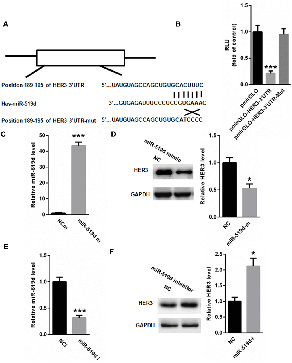 HER3 is a target gene of miR-519d. (A) Identification of conserved miR-519d binding site in 3’-UTR of HER3, using TargetScan. (B) Dual luciferase reporter assay showed that miR-519d significantly suppressed the relative luciferase activity of pmirGLO-HER3-3’UTR in 293 cells. (C) Real time PCR analysis of miR-519d levels in A549 cells transfected with miR-519d mimic. (D) HER3 expression in A549 cells transfected with miR-519d mimics. (E) Real time PCR of miR-519d levels in A549 cells transfected with miR-519d inhibitor. (F) HER3 expression in A549 cells transfected with miR-519d inhibitor. *p***p