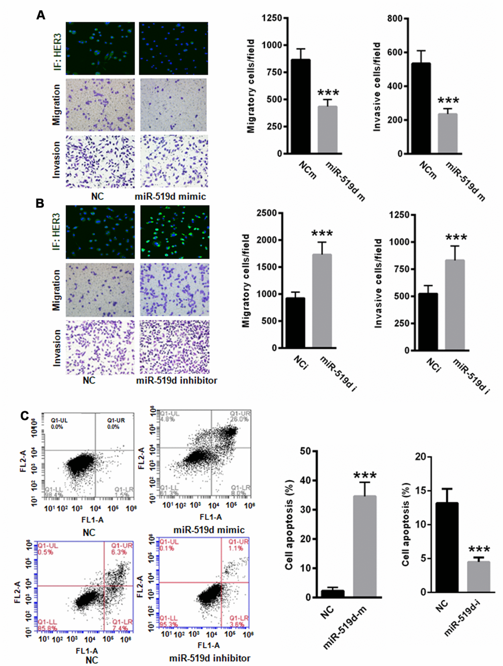 MiR-519d inhibits A549 cell migration and invasion and induces cell apoptosis. (A) Transfection of miR-519d mimic suppressed the expression of HER3 and inhibited A549 cell migration and invasion. (B) Transfection of miR-519d inhibitor increased the expression of HER3 and enhanced A549 cell migration and invasion. (C) Upregulation of miR-519d significantly enhanced A549 cell apoptosis, but suppression of miR-519d significantly reduced A549 cell apoptosis. **p***p