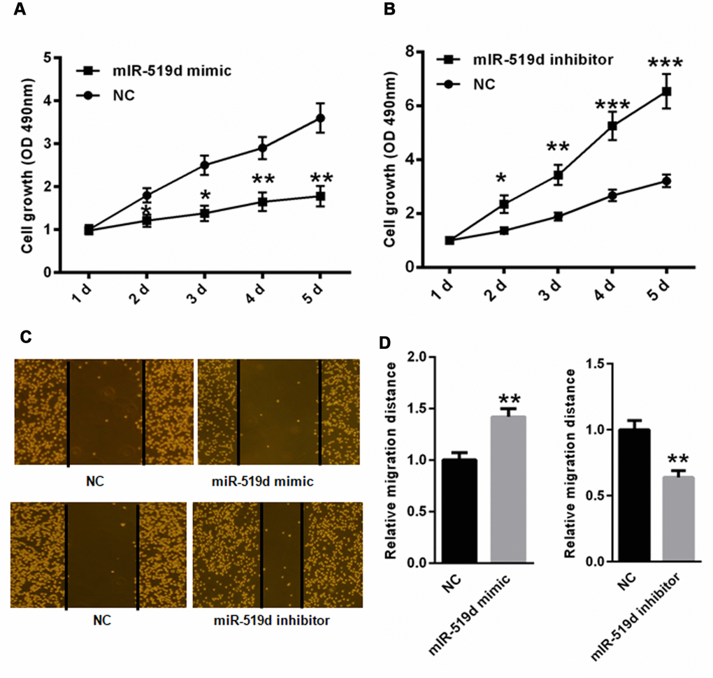 MiR-519d reduces A549 cell migration and proliferation. CCK-8 proliferation assay in A549 cells transfected with miR-519d mimic (A), or inhibitor (B). Wound healing assay in A549 cells transfected with miR-519d mimic (C), or inhibitor (D). *p