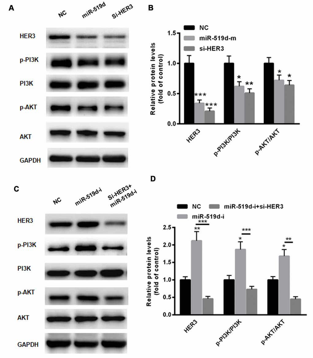 MiR-519d suppresses PI3K/AKT pathway via targeting HER3. Western blot analyses (A) and statistical analysis (B) demonstrated that the overexpression of miR-519d significantly inhibited the phosphorylation of PI3K and AKT. (C) Suppression of miR-519d enhanced the phosphorylation of PI3K and AKT, but these effects could largely be reversed by silencing HER3. (D) Statistical analysis. *p**p***p