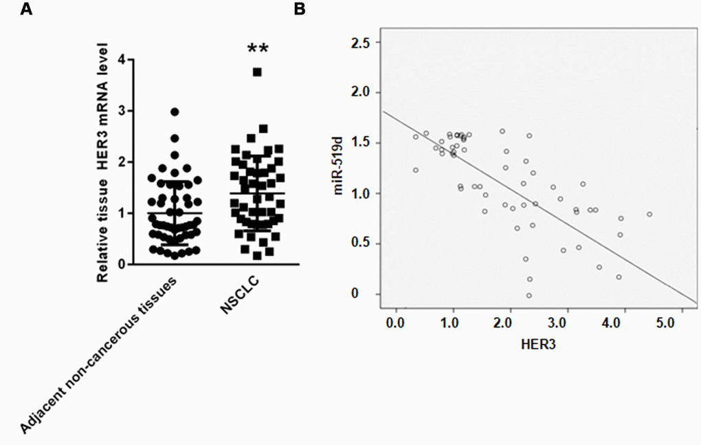 MiR-519d negatively correlates with HER3 in NSCLC tissues. (A) Real time PCR analysis of HER3 mRNA in NSCLC tissues and adjacent non-cancerous tissues. (B) Correlation assay showed that miR-519d and HER3 gene expression negatively correlate in NSCLC tissues. **p