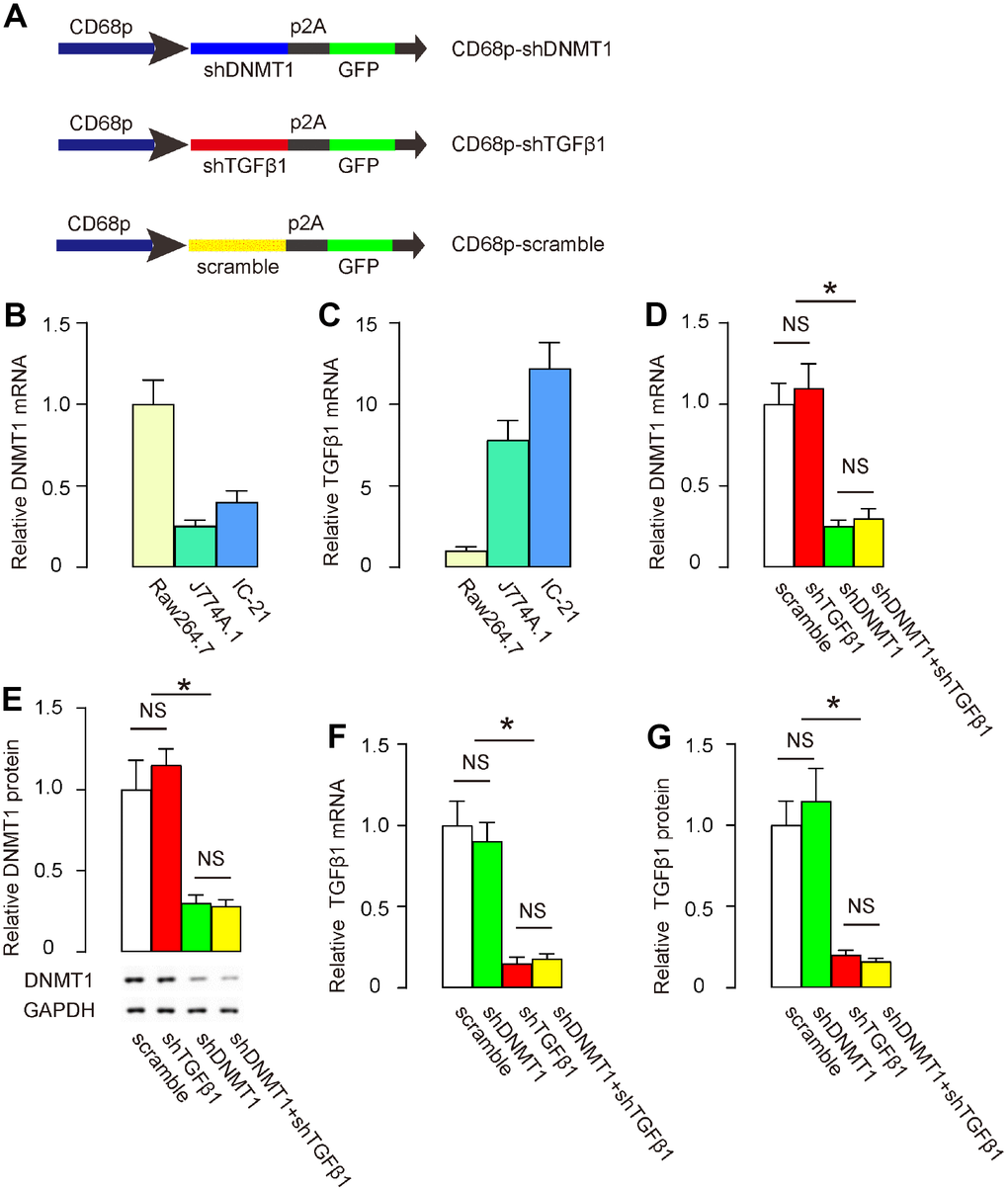 Preparation of AAVs that deplete DNMT1 and TGFβ1. (A) Schematic to show the structure of AAVs carrying shRNA for DNMT1 (shDNMT1) or shRNA for TGFβ1 (shTGFβ1) under a macrophage-specific CD68 promoter. The control AAV carried a scramble sequence under the CD68 promoter. The constructs were connected to a GFP reporter by p2A to allow co-expression by one promoter. (B, C) DNMT1 (B) and TGFβ1 (C) levels were examined in 3 mouse macrophage lines, Raw264.7, J774A.1 and IC-21, by RT-qPCR. (D–G) IC-21 was transduced with different AAVs. DNMT1 levels were determined by RT-qPCR (D) and by Western blot (E). TGFβ1 levels were determined by RT-qPCR (F) and by ELISA (G). *p