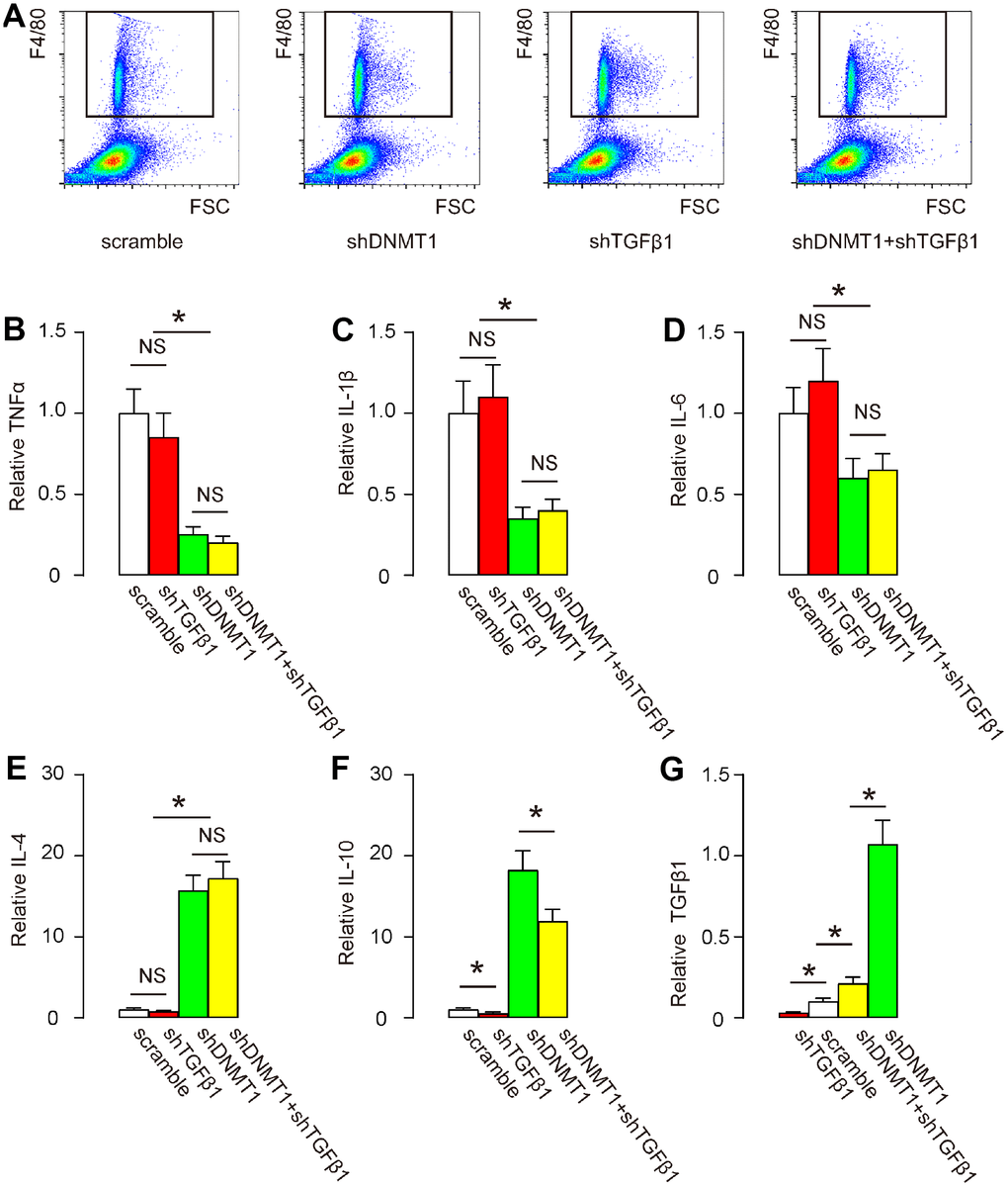 Effects of AAVs on cytokine production by macrophages. (A) F4/80+ macrophages in the degeneration zone were isolated by flow cytometry, as shown by representative flow charts. (B–G) ELISA for TNFα (B) IL-1β (C) IL-6 (D) IL-4 (E) IL-10 (F) and TGFβ1 (G). *p