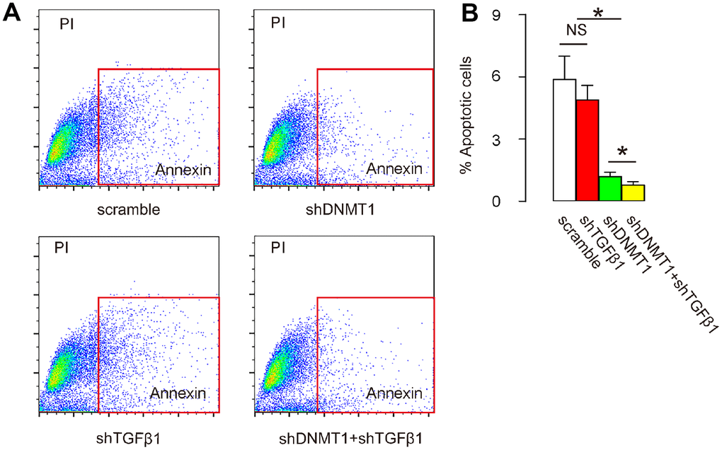 Co-application of shDNMT1 and shTGFβ1 reduces cell apoptosis in LDD tissue. (A, B) Cells isolated from mouse vertebral pulp and annulus fibrosus were dissociated into single cell populations for a flow-cytometry-based apoptosis assay, shown by representative flow charts (A) and by quantification (B). *p