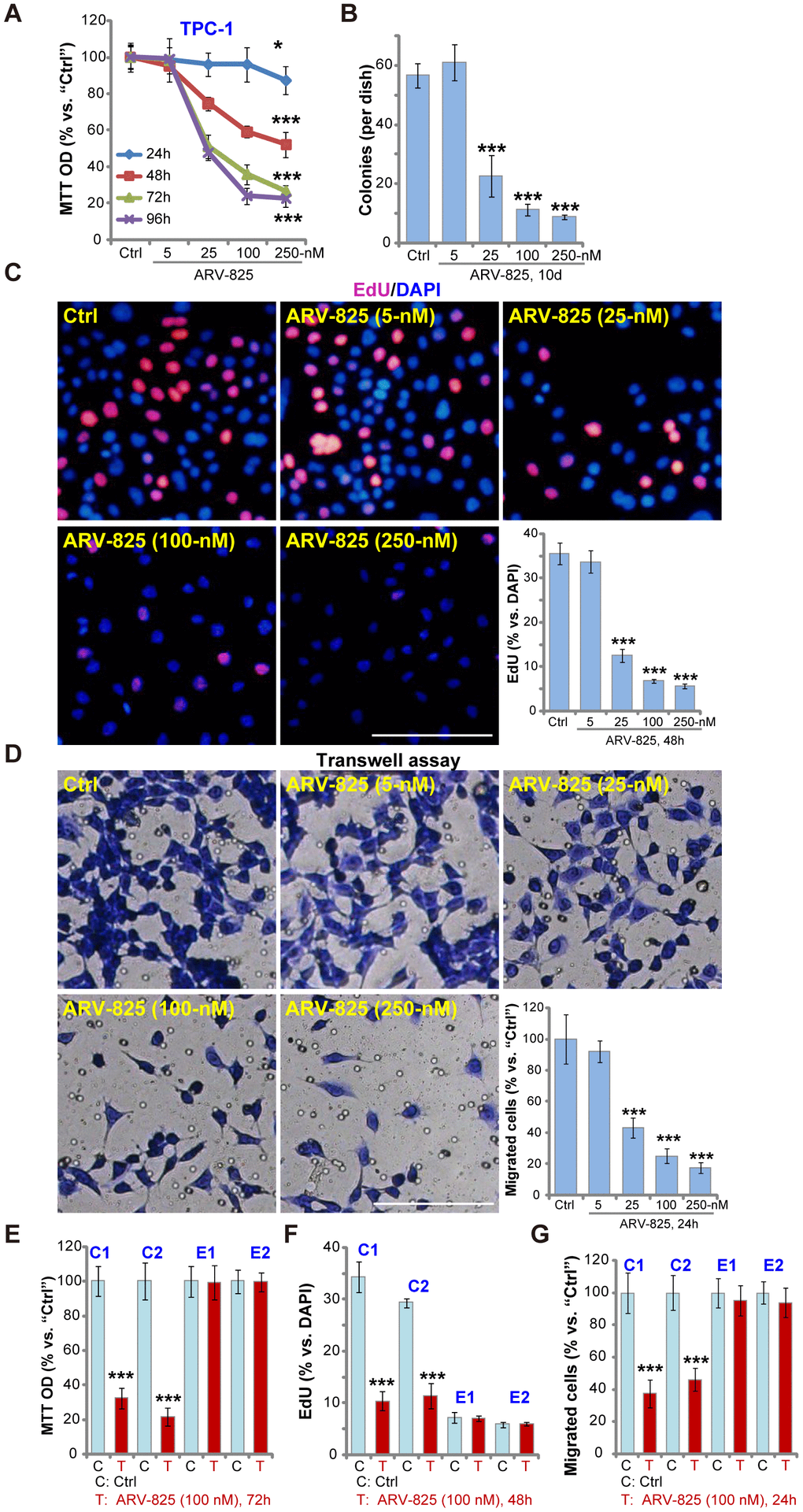 ARV-825 inhibits human thyroid carcinoma cell viability, proliferation and migration. TPC-1 cells (A–D), the primary human thyroid carcinoma cells (“C1”/“C2”, E–G) or the primary human thyroid epithelial cells (“E1”/“E2”, E–G) were left untreated (“Ctrl”, same for all Figures) or treated with ARV-825 (5-250 nM). Cells were further cultured in complete medium for indicated time periods, cell viability (MTT OD, A and E), colony formation (B), cell proliferation (EdU incorporation, C and F) and migration (“Transwell” assays, D and G) were tested. Data were presented as mean ± standard deviation (SD, n=5) (same for all Figures). *p vs. “Ctrl” group. ***p vs. “Ctrl” group. The experiments were repeated three times, with similar results obtained. Bar= 100 μm (C and D).