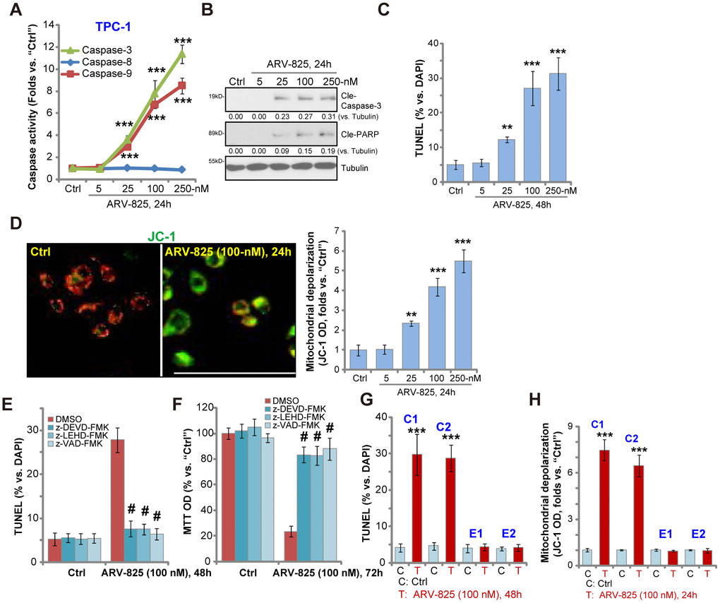 ARV-825 induces apoptosis activation in human thyroid carcinoma cells. TPC-1 cells (A–D), the primary human thyroid carcinoma cell (“C1”/“C2”, G and H) or the primary human thyroid epithelial cells (“E1”/“E2”, G and H) were treated with ARV-825 (5-250 nM) and cultured in for indicated time periods, the caspase activity (A), expression of apoptosis-associated proteins (B) as well as nuclear TUNEL staining (C and G) and mitochondrial depolarization (JC-1 green fluorescence intensity, D and H) were tested to examine cell apoptosis. TPC-1 cells were pre-treated for 30 min with 50 μM of z-DEVD-fmk, z-LEHD-fmk or z-VAD-fmk, following by ARV-825 (100 nM) treatment for 48-72h, cell apoptosis and cell viability were tested by TUNEL staining (E) and MTT assay (F), respectively. Expression of the listed proteins was quantified and normalized to loading control (B). “DMSO” stands for vehicle control (0.1% DMSO, E and F). **p vs. “Ctrl” group. ***p vs. “Ctrl” group. #p vs. “DMSO” group (E and F). The experiments were repeated three times, with similar results obtained. Bar=100 μm (D).