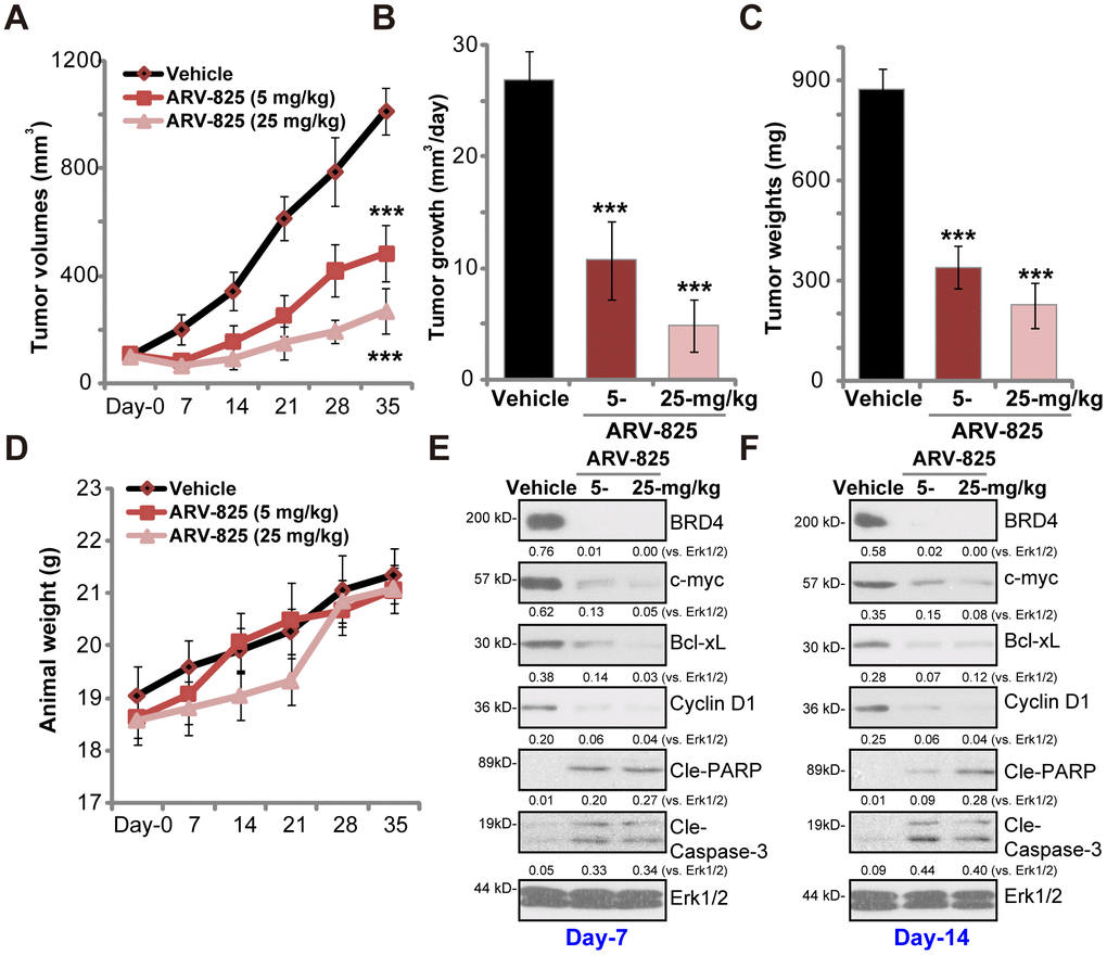 ARV-825 oral administration inhibits TPC-1 xenograft tumor growth in SCID mice. SCID mice bearing TPC-1 xenografts (100 mm3 at “Day-0”) were treated with ARV-825 (daily gavage, 5 or 25 mg/kg body weight, for 21 consecutive days), the tumor volumes (A) and the mice body weights (D) were recorded every seven days (recording five rounds). The estimated daily tumor growth (in mm3 per day) was calculated (B). At “Day-35” tumors of all three groups were isolated and weighted (C). At treatment “Day-7” and “Day-14”, one tumor of each group was isolated, with fresh tumor tissue lysates analyzed by Western blotting for listed proteins (E and F). Expression of listed proteins was quantified and normalized to Erk1/2 (E and F). Vehicle stands for 10% DMSO, 40% PEG300, 5% Tween-80 plus 45% saline. For each group, n= 10 mice. ***p vs. “Vehicle” group.