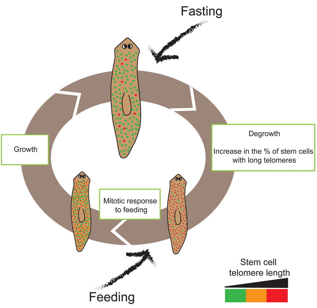 Schematic representation of the life cycle of Schmidtea mediterranea asexual strain. Cycles of feeding and fasting are common during planarian life. During fasting the percentage of stem cells with long telomeres increases. Feeding induces a rapid proliferative response. During growing due to feeding, the stem cell pool decreases its telomere length. Red cells indicate stem cells with the longest telomeres while the orange show medium length and the green ones the shortest telomeres. Planarians are not to scale.