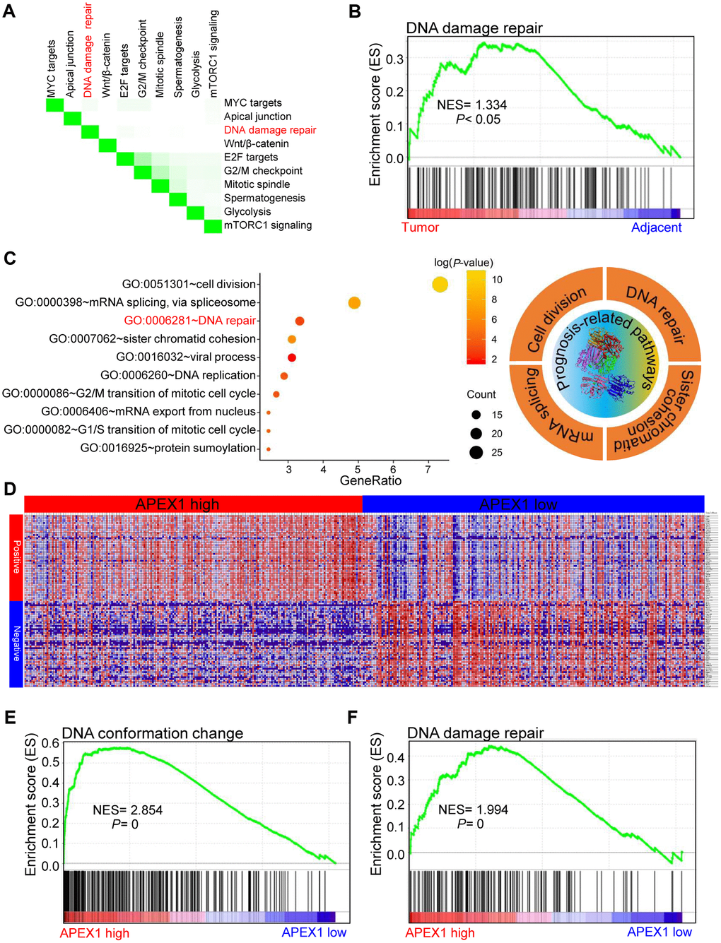 High APEX1 expression positively correlates with DNA damage repair in HCC patients. (A) The top ten signaling pathways in HCC tissues based on gene set enrichment analysis (GSEA) are shown. (B) Enrichment plot shows the status of DNA damage repair pathways in HCC and adjacent normal liver tissue samples. (C) The most significant survival-associated genes in the HCC tissues according to analysis using the GEPIA portal and the most enriched genes in HCC tissues based on the gene ontology (GO) analysis are shown. The right panel shows the top four prognosis-related pathways that are enriched in the HCC tissues. (D) The median mRNA levels of genes that co-express with APEX1 in HCC tissues are shown. (E, F) The enrichment plot shows GSEA analysis of genes involved in DNA conformation change and DNA damage repair in the HCC tissues.