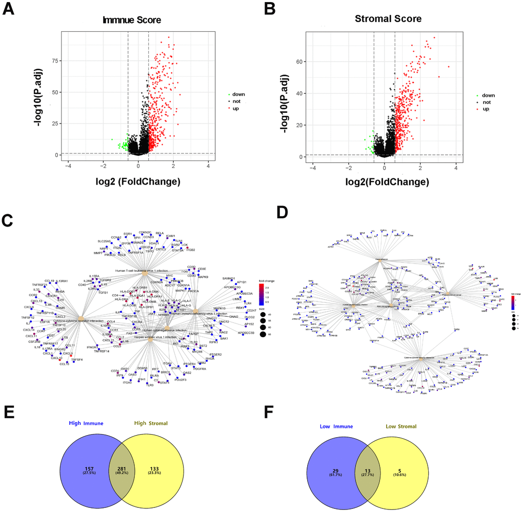 Differentially expressed genes based on immune scores and stromal scores. (A) The volcano plot showed that 438 genes were up-regulated and 42 genes down-regulated in the high immune scores group compared with the low scores group. (B) In a similar way, 414 upregulated genes and 18 downregulated genes were identified by comparing stromal scores. (C, D) Significantly enriched gene sets of the immune or stromal score group. (E, F) A total of 281 DEGs were in common among the high immune/stromal score groups and 13 DEGs in low immune/stromal score groups.