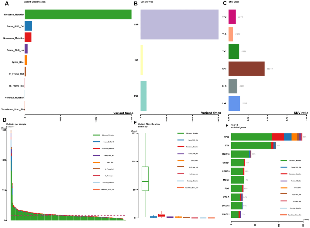 Summary of the mutation information with statistical calculations. (A–C) Classification of mutation types according to different categories, in which missense mutation accounts for the most fraction, SNP showed more frequency than insertion or deletion, and C>T was the most common of SNV; (D, E) TMB in specific samples; (F) the top 10 mutated genes in EC.