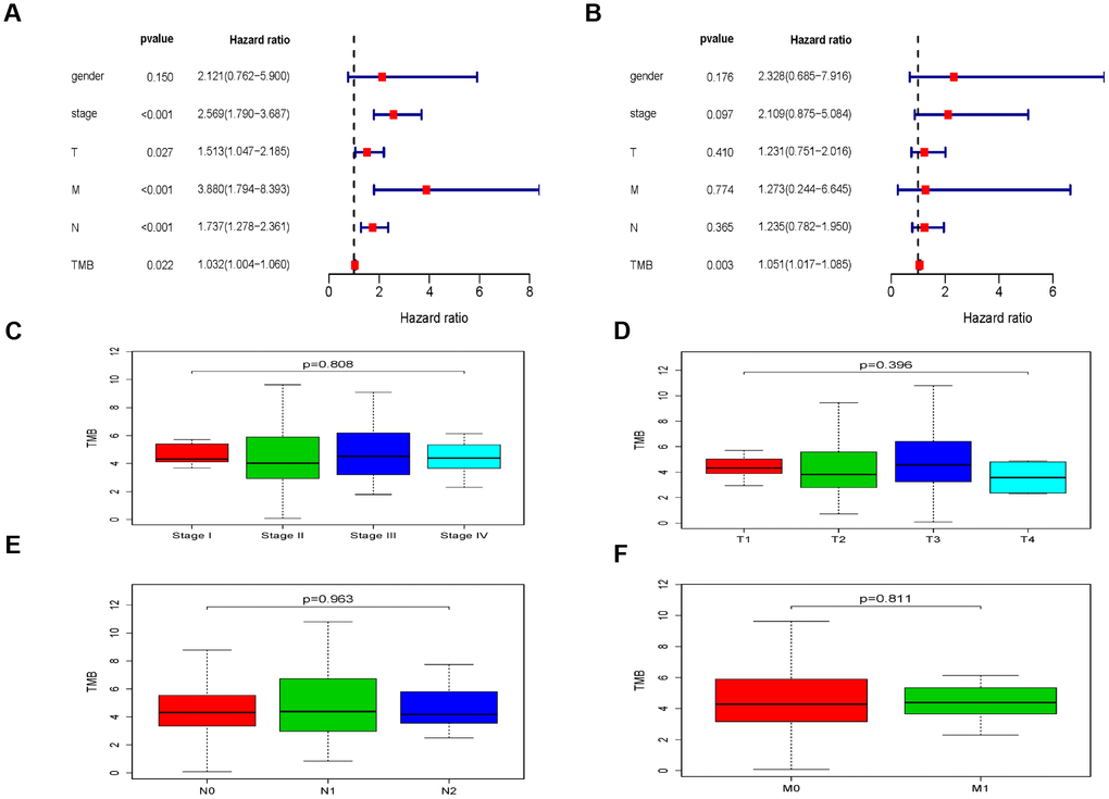 The clinical implications associated with TMB. (A) The univariate regression analysis of TMB and clinical information. (B) The multivariate regression analysis of TMB and clinical information. (C–F) The relationship between TMB and TNM stages.