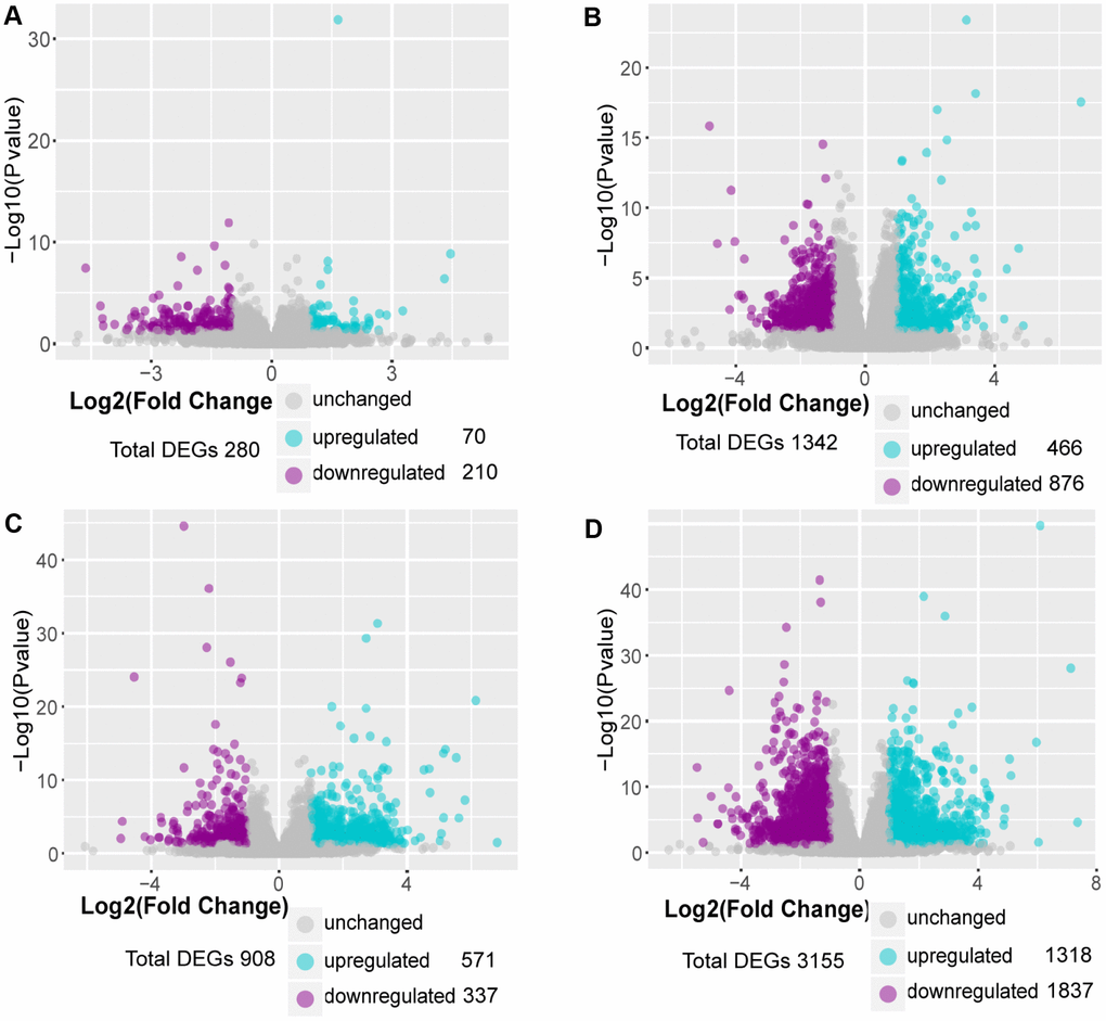 Identification of DEGs in MCT-induced PAH. (A) DEGs in comparison of MCT-treatment 1 week with control, (B) DEGs in comparison of MCT-treatment 2 weeks with control, (C) DEGs in comparison of MCT-treatment 3 weeks with control and (D) DEGs in comparison of MCT-treatment 4 weeks with control. The DEGs between MCT treatment and control were identified by DESeq2 package in R 3.5.3.