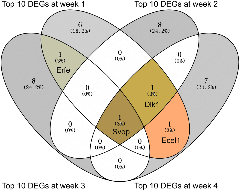 The overlapped top 10 DEGs showed in Venn diagram. The overlapped top 10 DEGs were analyzed by Venny 2.1.