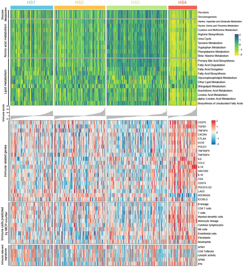 Heatmaps show difference in metabolism signatures (glucose metabolism, amino acid metabolism, and lipid metabolism), immune related genes expression, immune-associated signatures and other signatures, immune and stromal cell populations predicted by MCP-counter among 4 HCC subclasses (see detailed information in Supplementary Figure 2).
