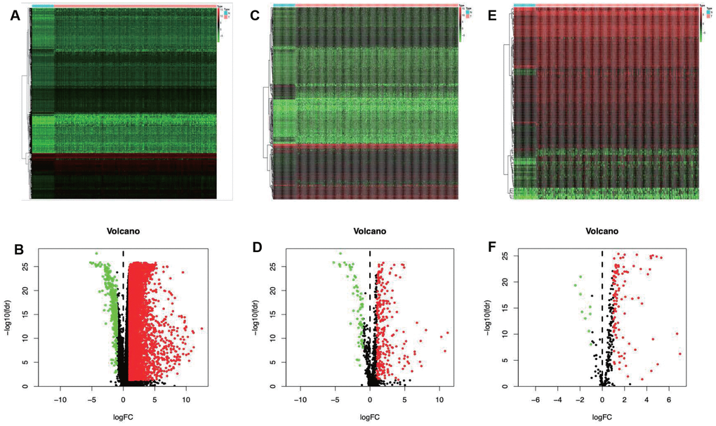 Differentially expressed immune-related genes and transcription factors (TFs). Heatmap (A) and volcano plot (C) demonstrating differentially expressed genes between hepatocellular carcinoma (LIHC) and non-tumor tissues. Differentially expressed immune-related genes (IRGs) are shown in heatmap (B) and volcano plot (D), red and green dots represent differentially expressed genes. Heatmap (E) and volcano plot (F) illustrating differentially TFs between LIHC and non-tumor tissues, red dots represent differentially up-regulated TFs. Red dots represent differentially up-regulated expressed genes, green dots represent differentially down-regulated expressed genes and black dots represent no differentially expressed genes. N, normal tissue. T, tumor.