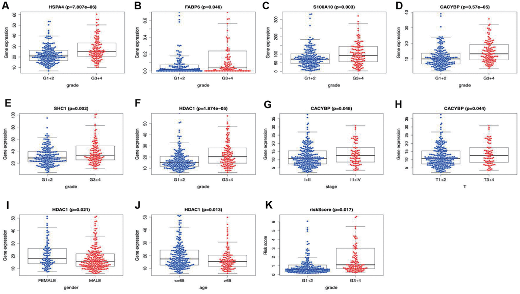 Correlation of the prognostic immune-relate signature with clinicopathological characteristics.HSPA4, FABP6, S100A10, CACYBP, SHC1 and HDAC1 were associated with a higher tumor grade (A–F), CACYBP was linked with a higher clinical stage (G) as well as T stage (H). The expression level of HDAC1 was significantly enhanced in female patients (I) and patients younger than 65 years old (J). Risk score derived from our model was significantly associated with higher tumor grade (K).