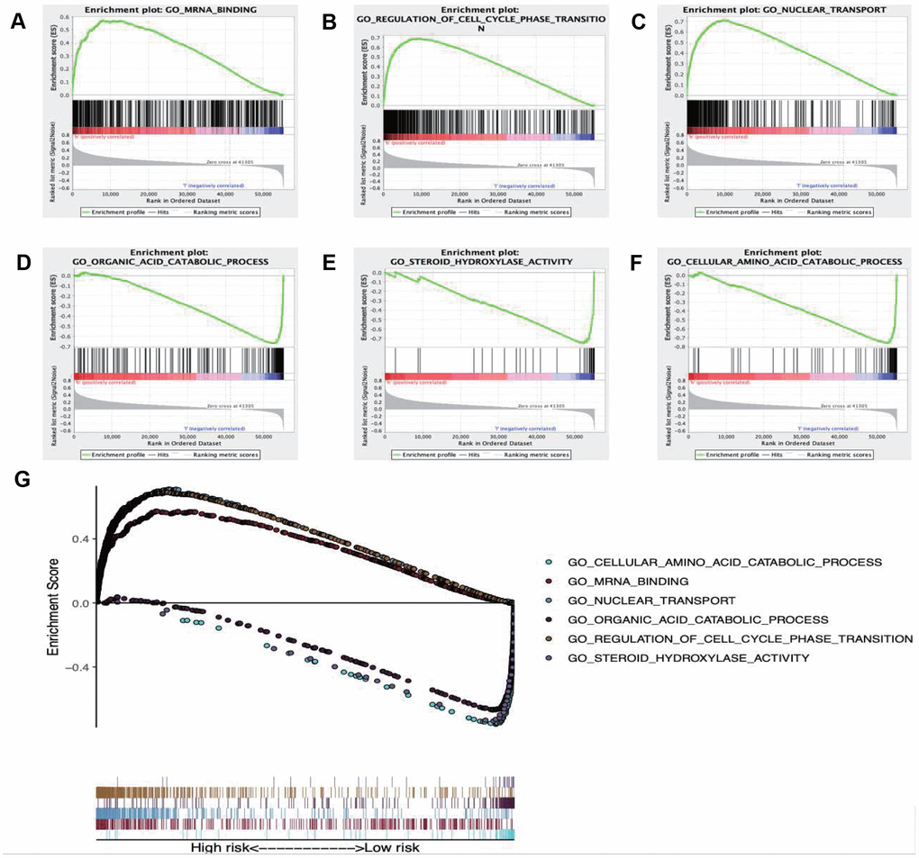 Enrichment plots of Gene Ontology annotation from gene set enrichment analysis (GSEA). GSEA results showing (A) mRNA binding, (B) Regulation of cell cycle phase transition, (C) Nuclear transport were differentially enriched in high risk phenotype, while (D) Organic acid catabolic process, (E) Steroid hydroxylase activity (F) Cellular amino acid catabolic process were closely correlated with the low risk phenotype. (G) Summarizes the above six gene sets.