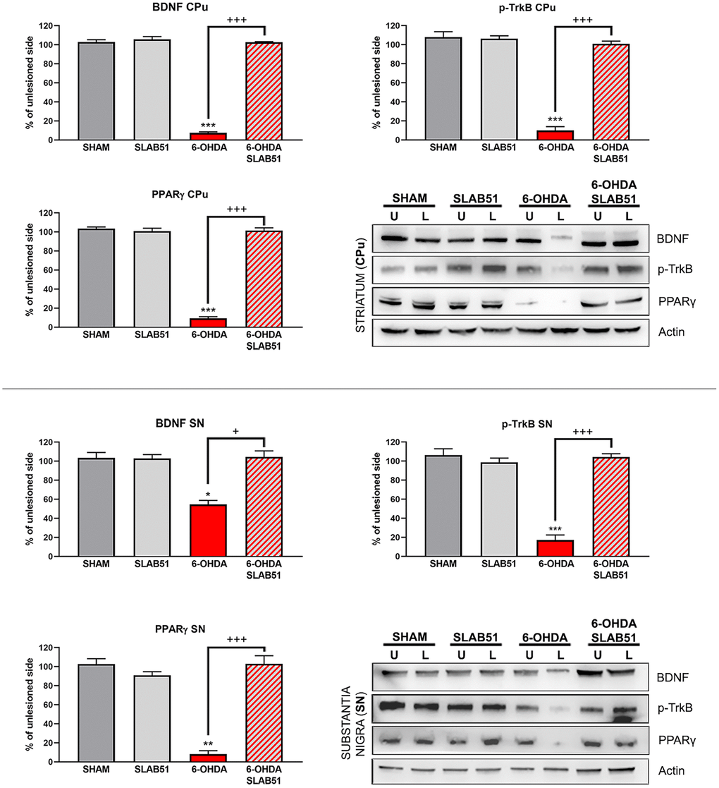 Western blotting and relative densitometric analysis for mBDNF, p-TrkB and PPARγ in substantia nigra (SN) and striatum (CPu). Results are mean ± SE of 3 experiments (n=3). * p