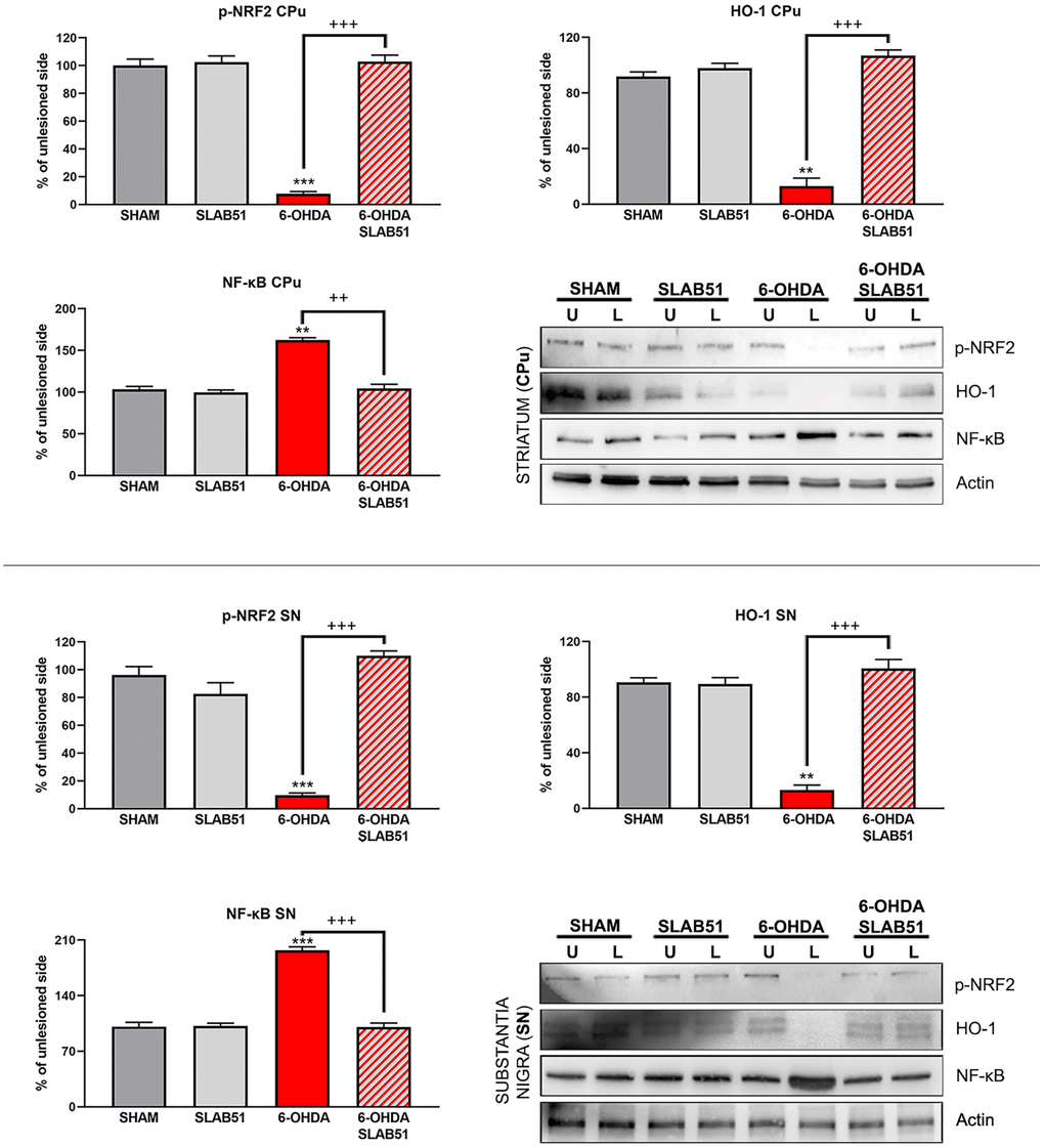 Western blotting and relative densitometric analysis for p-Nfr2, HO-1 and NF-KB in SN and CPu. Results are mean ± SE of 3 experiments (n=3). ** p