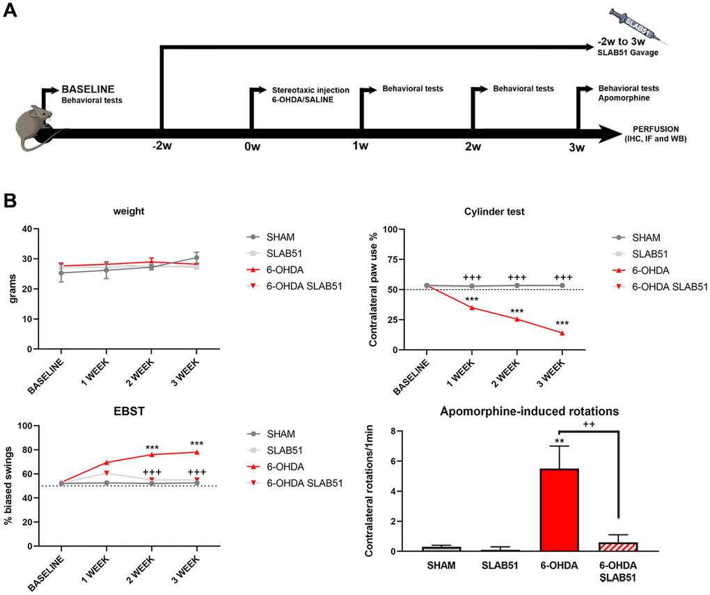 (A) Procedural timeline with specific timepoints. (B) Body weight and behavioral tests in SHAM, SLAB51, 6-OHDA and 6-OHDA+SLAB51 animals. ** p