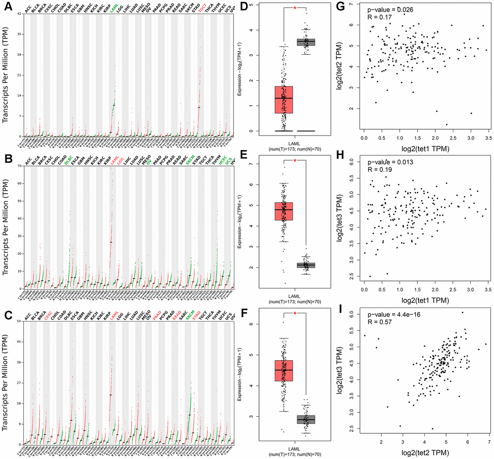 The expression of TETs in human cancers including AML patients. (A–C) The expression of TETs in pan-cancer analyzed by the Gene Expression Profiling Interactive Analysis (GEPIA) dataset (http://gepia.cancer-pku.cn/). Tumor abbreviations: ACC: Adrenocortical carcinoma; BLCA: Bladder Urothelial Carcinoma; BRCA: Breast invasive carcinoma; CESC: Cervical squamous cell carcinoma and endocervical adenocarcinoma; CHOL: Cholangiocarcinoma; COAD: Colon adenocarcinoma; DLBC: Lymphoid Neoplasm Diffuse Large B-cell Lymphoma; ESCA: Esophageal carcinoma; GBM: Glioblastoma multiforme; HNSC: Head and Neck squamous cell carcinoma; KICH: Kidney Chromophobe; KIRC: Kidney renal clear cell carcinoma; KIRP: Kidney renal papillary cell carcinoma; LAML: Acute Myeloid Leukemia; LGG: Brain Lower Grade Glioma; LIHC: Liver hepatocellular carcinoma; LUAD: Lung adenocarcinoma; LUSC: Lung squamous cell carcinoma; MESO: Mesothelioma; OV: Ovarian serous cystadenocarcinoma; PAAD: Pancreatic adenocarcinoma; PCPG: Pheochromocytoma and Paraganglioma; PRAD: Prostate adenocarcinoma; READ: Rectum adenocarcinoma; SARC: Sarcoma; SKCM: Skin Cutaneous Melanoma; STAD: Stomach adenocarcinoma; TGCT: Testicular Germ Cell Tumors; THCA: Thyroid carcinoma; THYM: Thymoma; UCEC: Uterine Corpus Endometrial Carcinoma; UCS: Uterine Carcinosarcoma; UVM: Uveal Melanoma. Tumor abbreviations showed in black indicated no TETs over- or under-expression, in red color indicated TETs overexpression, whereas in green color indicated TETs underexpression. (D–F) The expression of TETs in AML analyzed by the GEPIA dataset (http://gepia.cancer-pku.cn/). (G–I) The correction between TETs in AML analyzed by the GEPIA dataset (http://gepia.cancer-pku.cn/).