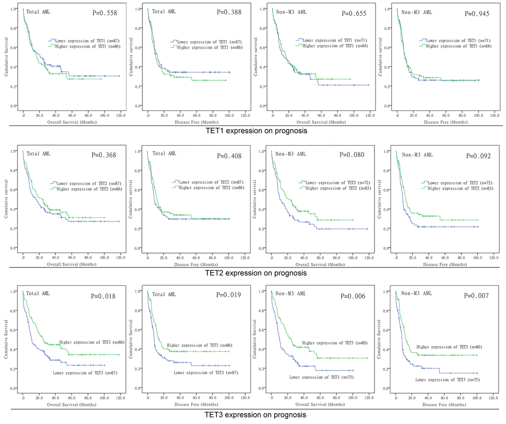 The impact of TETs expression on survival of AML patients. Kaplan–Meier survival curves of TETs expression on overall survival and disease free survival in both chemotherapy and hematopoietic stem cell transplantation groups.