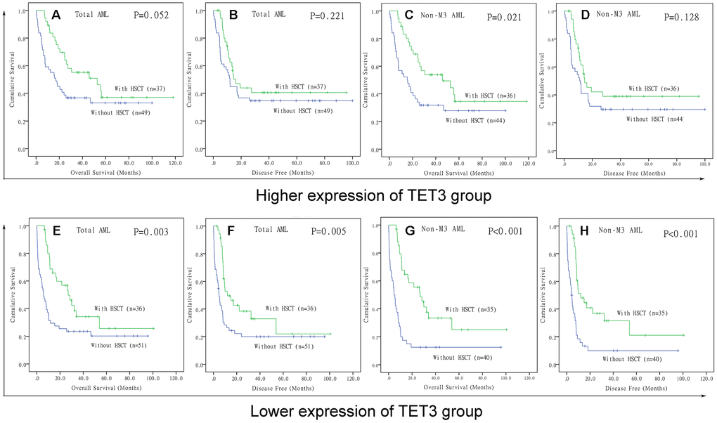 The effect of hematopoietic stem cell transplantation on survival of AML patients among different TET3 expression groups. (A–D) Kaplan–Meier survival curves of overall survival and disease free survival in low TET3 expression group. (E–H) Kaplan–Meier survival curves of overall survival and disease free survival in high TET3 expression group.