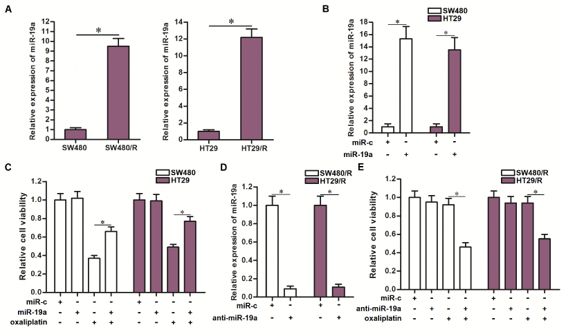 Effect of miR-19a on regulating the oxaliplatin sensitivity of CRC cells. (A) QRT-PCR analysis was performed to detect the expression of miR-19a in SW480, SW480/R, HT29 and HT29/R. *PB) Transfection with miR-19a mimics (50 pmol/ml) increased the cellular level of miR-19a in SW480 and HT29 cells. *PC) Transfection with miR-19a mimics (50 pmol/ml) decreased the sensitivity of SW480 and HT29 cells to oxaliplatin (10 μM) treatment. *PD) Transfection with anti-miR-19a (50 pmol/ml) decreased the cellular level of miR-19a in SW480/R and HT29/R cells. *PE) Transfection with anti-miR-19a (50 pmol/ml) increased the sensitivity of SW480/R and HT29/R cells to oxaliplatin (10 μM) treatment. *P