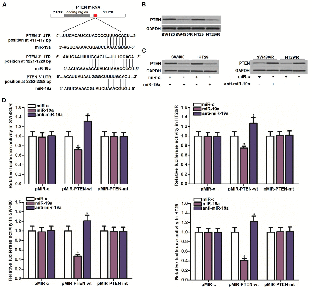 MiR-19a targeted PTEN in CRC. (A) Multiple regions of PTEN mRNA 3’ UTR exist potential binding sites paired with miR-19a. (B) Western blot assays were performed to test the expression of PTEN in SW480, SW480/R, HT29 and HT29/R cells. (C) Western blot assays were performed to test the effect of miR-19a (50 pmol/ml) and anti-miR-19a (50 pmol/ml) on changing the expression of PTEN in SW480, SW480/R, HT29 and HT29/R cells. (D) Luciferase reporter assays were performed to test the effect of miR-19a (50 pmol/ml) and anti-miR-19a (50 pmol/ml) on changing the luciferase activities of the pMIR reporters containing PTEN 3’-UTR in SW480, SW480/R, HT29 and HT29/R cells. *Pvs. miR-c group.