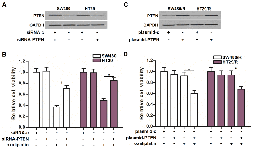 Effect of PTEN on regulating the oxaliplatin sensitivity of CRC cells. (A) Transfection with siRNA-PTEN (50 pmol/ml) decreased the expression of PTEN in SW480 and HT29 cells. (B) Transfection with siRNA-PTEN (50 pmol/ml) decreased the sensitivity of SW480 and HT29 cells to oxaliplatin (10 μM) treatment. *PC) Transfection with plasmid-PTEN (2 μg/ml) increased the expression of PTEN in SW480/R and HT29/R cells. (D) Transfection with plasmid-PTEN (2 μg/ml) increased the sensitivity of SW480/R and HT29/R cells to oxaliplatin (10 μM) treatment. *P