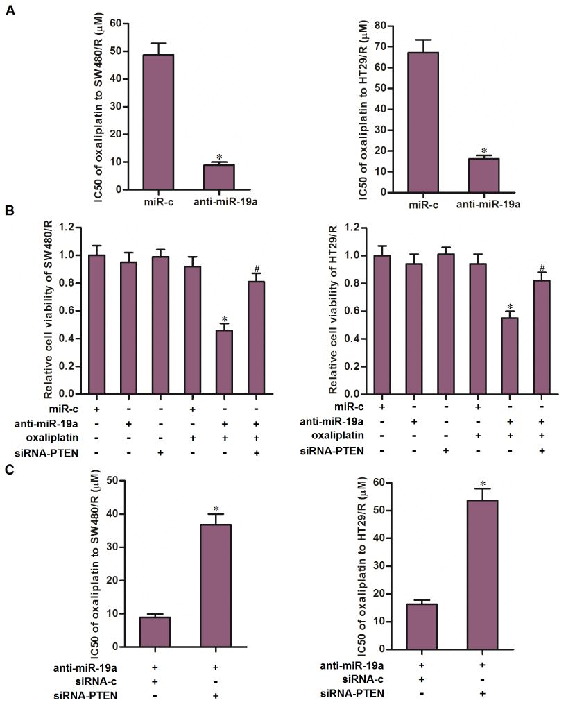 Anti-miR-19a partially reversed the oxaliplatin resistance of CRC cells through the PTEN pathway. (A) Combination treatment with anti-miR-19a (50 pmol/ml) decreased the IC50 of SW480/R and HT29/R to oxaliplatin. *Pvs. miR-c group. (B) Transfection with siRNA-PTEN (50 pmol/ml) increased the cell viability of SW480/R and HT29/R cells which were co-treated with anti-miR-19a (50 pmol/ml) and oxaliplatin (10 μM). *Pvs. oxaliplatin+miR-c group. #Pvs. oxaliplatin+anti-miR-19a group. (C) Transfection with siRNA-PTEN (50 pmol/ml) abolished the effect of anti-miR-19a on reducing the IC50 of oxaliplatin to SW480/R and HT29/R. *Pvs. anti-miR-19a+siRNA-c group.