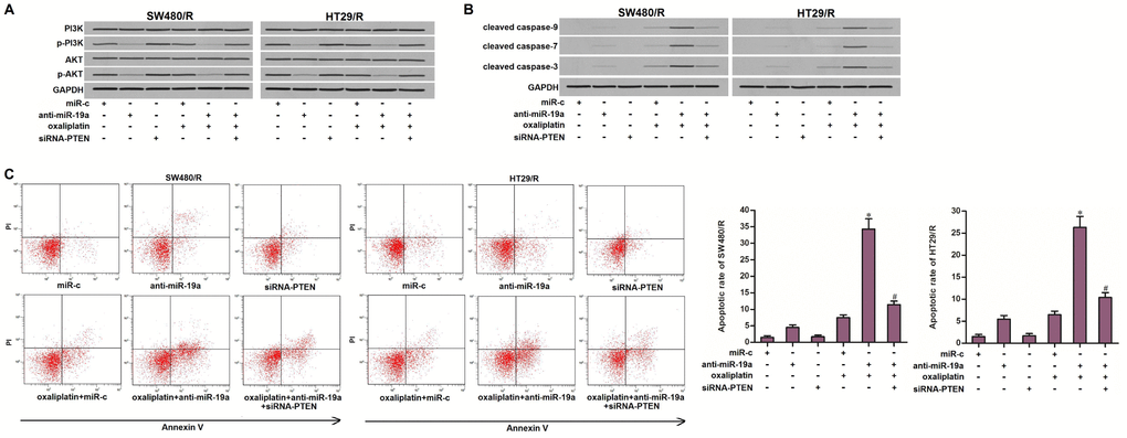 Anti-miR-19a enhanced the oxaliplatin-induced apoptosis through the PTEN/PI3K/AKT pathway. (A) Western blot assays were performed to evaluate the effect of anti-miR-19a (50 pmol/ml) and siRNA-PTEN (50 pmol/ml) on affecting the phosphorylation of PI3K and AKT in SW480/R and HT29/R cells. (B) Western blot assays were performed to evaluate the effect of anti-miR-19a (50 pmol/ml) and siRNA-PTEN (50 pmol/ml) on affecting the activation of caspase-9, -7 and -3 which was dependent by oxaliplatin in SW480/R and HT29/R cells. (C) Anti-miR-19a (50 pmol/ml) increased the apoptotic rate of SW480/R and HT29/R cells which were treated with oxaliplatin (10 μM). *Pvs. oxaliplatin+miR-c group. #Pvs. oxaliplatin+anti-miR-19a group.